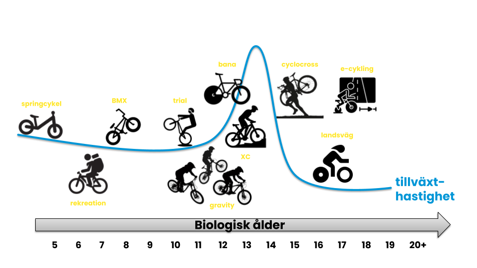 Modell över hur grenarna passar under utvecklingen
